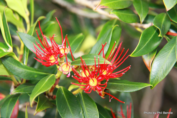 Étamine de Rata de Nouvelle-Zélande