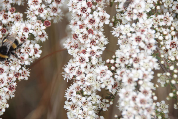 Fleurs de Kanuka de Nouvelle-Zélande de l'île sud