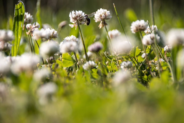 Fleurs de trèfle et abeille
