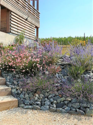 lavande, sauge, gauras & perovskias dans un jardin en France
