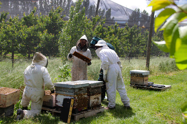 Une équipe de plusieurs apiculteurs en train d'observer les ruches et les cadres de Miel de Thym par leurs abeilles de Nouvelle-Zélande