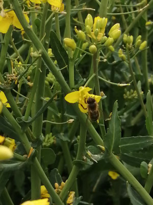 Fleurs de colza jaunes dans un champs en France