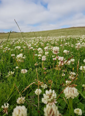 Central Otago - Nouvelle-Zélande, champs de trèfle sauvage en fleur