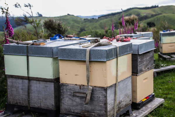 Rucher dans la nature isolée de Nouvelle-Zélande, les ruches sont posées sur des palettes spéciales pour se faire transporter en hélicoptère 