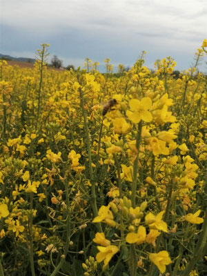 Fleurs de colza jaunes dans un champs en France