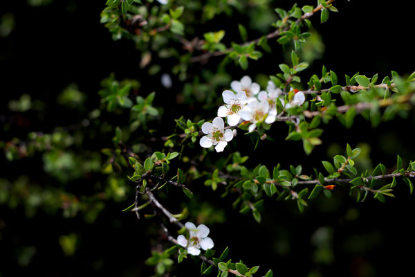 Fleurs de Miel de Manuka de Nouvelle-Zélande en pleine floraison