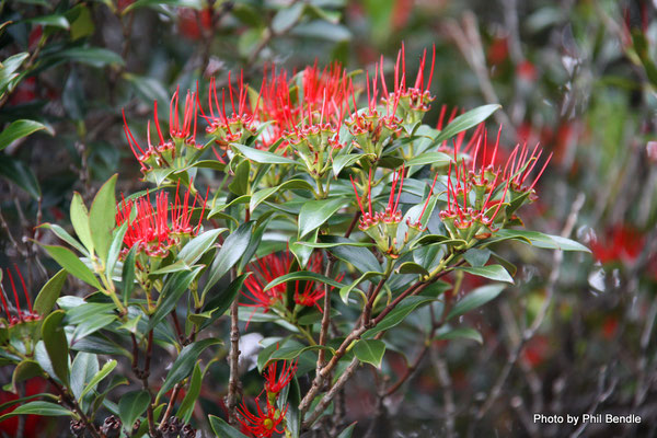 Fleurs de Rata de Nouvelle-Zélande