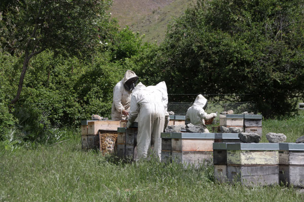 Une équipe d'apiculteur sont dans un rucher et manimule les cadres remplit de Miel de Manuka pour la récolte à venir de ce Miel Rare et Pur de Nouvelle-Zélande