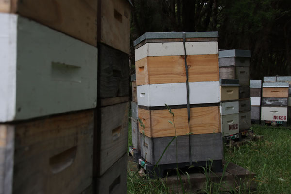 Rucher dans une forêt de Manuka et Kanuka en Nouvelle-Zélande, plusieurs ruches sont placées à cet endroit naturel sauvage