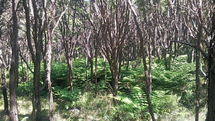Forêt de Kanuka au coeur du bush de Nouvelle-Zélande
