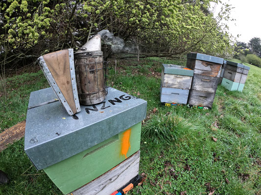 Photographie d'un rucher où un enfumoir est posé sur une ruche pour aider l'apiculteur à prendre les hausses de Miel de Manuka de Nouvelle-Zélande en vue de la récolte à venir