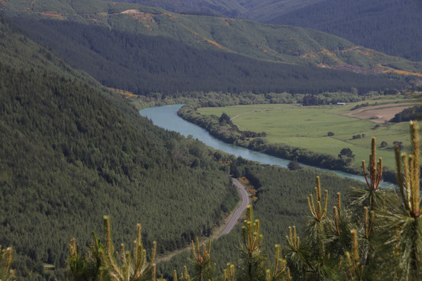 Paysage de Nouvelle-Zélande dans l'île sud, avec une grande rivière au loin et des forêts de pin