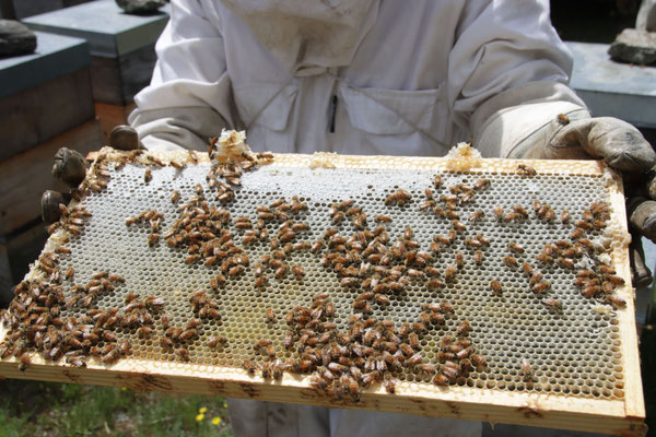 Apiculteur de Nouvelle-Zélande qui a un cadre de ruche et récolte le Miel de Manuka avec abeilles autour