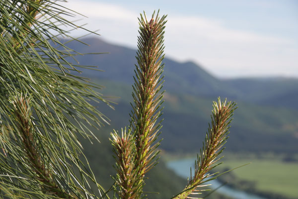 Branche de Ponderosa que Paul récolte pour en faire de l'huile essentielle avec paysage de montagne en arrière plan