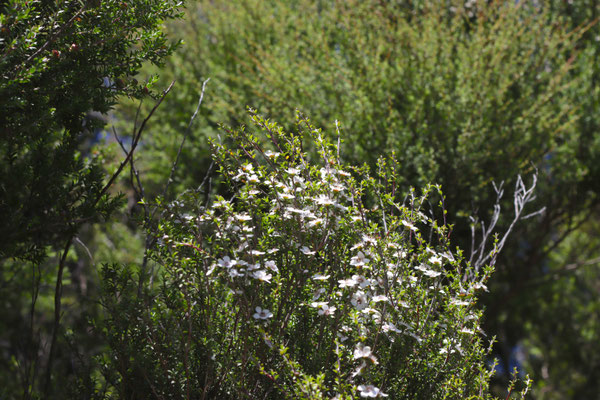 Photographie d'un tea tree, Manuka de Nouvelle-Zélande dans son milieu naturel, on peut voir de nombreuses fleurs