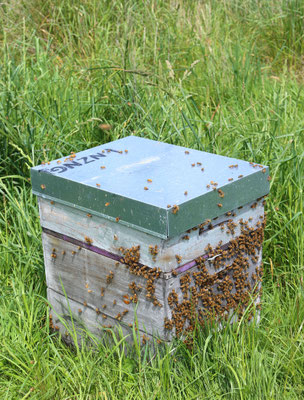 Une des ruches de Puri New Zealand de type langstroth dans la quelle on trouve le Miel de Manuka de Nouvelle-Zélande