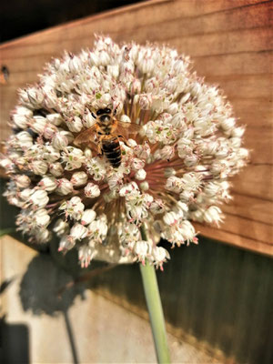 Fleur de poireau dans un jardin en France