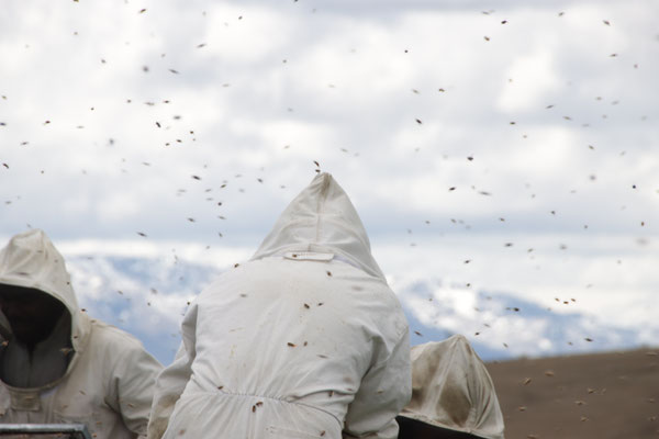 Photographie de plusieurs apiculteurs passionnés et entourés d'abeilles de Central Otago dans l'île sud de la Nouvelle-Zélande qui inspectent les ruches pour la récolte de Miel de Thym