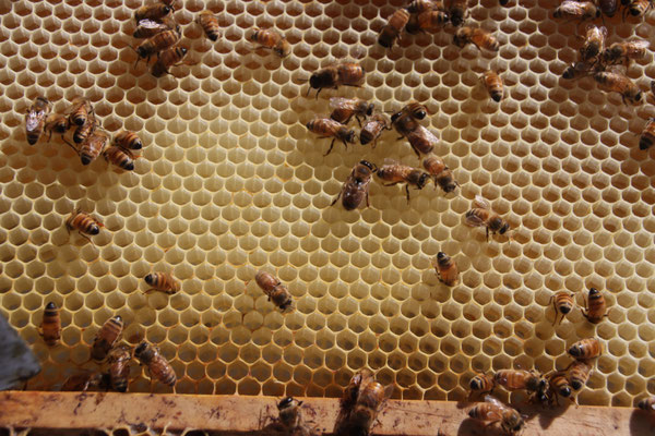 Un cadre d'abeille qui travaillent au printemps et récolte du nectar de fleurs de Manuka et Kanuka de Nouvelle-Zélande