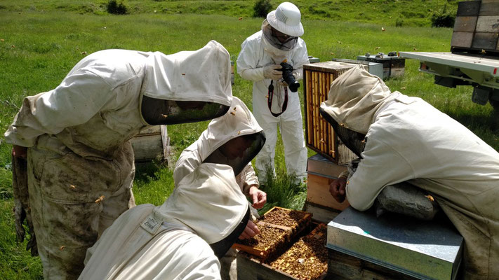 Inspection de la Loque américaine en Central Otago avec les apiculteurs de Miel de Thym