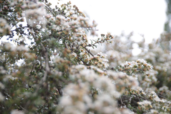 Fleurs de Kanuka de Nouvelle-Zélande de l'île sud