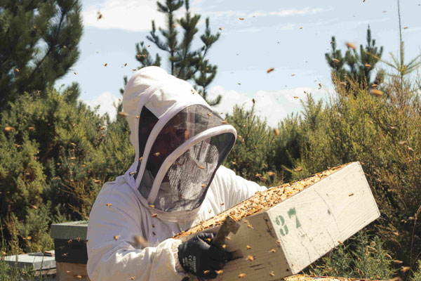 Apiculteur qui soulève une hausse remplit de Miel de Manuka rare et pur de Nouvelle-Zélande