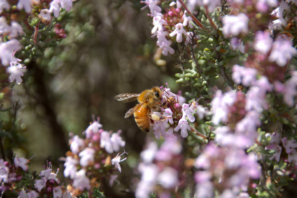 Photo d'une abeille qui butine des fleurs de Thym dans la région de Central Otago dans l'île sud de la Nouvelle-Zélande