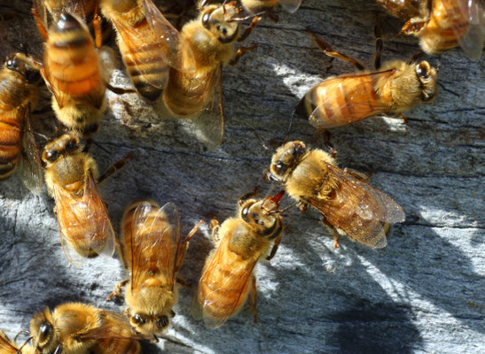 Photographie de plusieurs abeilles de Puri New Zealand au soleil sur une de leurs ruches qui se reposent car elles sont en pleines course au nectar de Manuka