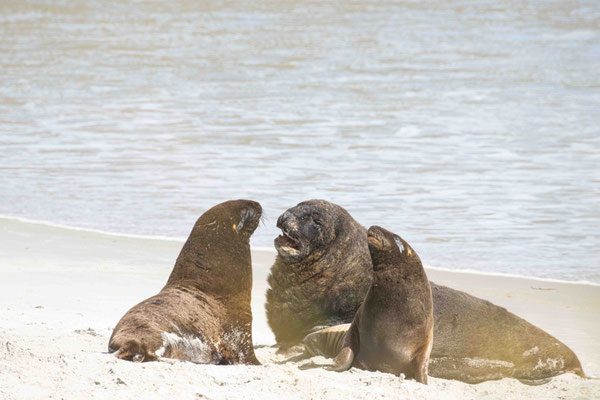 Lions de mer à Sandfly Bay