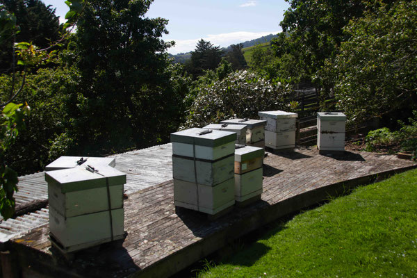 Rucher avec plusieurs ruches en Nouvelle-Zélande au soleil, pour récolter le Miel de Manuka de Nouvelle-Zélande