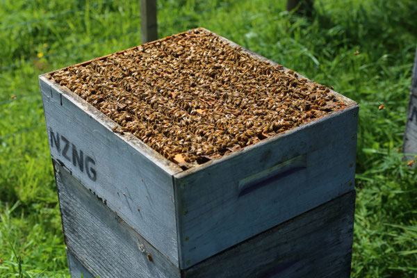 Photographie d'une ruche de Puri New Zealand ouverte où on peut apercevoir les nombreux cadres avec des milliers d'abeilles qui sont dedans