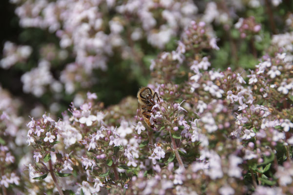 Photo d'une abeille qui butine le nectar d'une fleur de Thym en Nouvelle-Zélande dans la région de Central Otago
