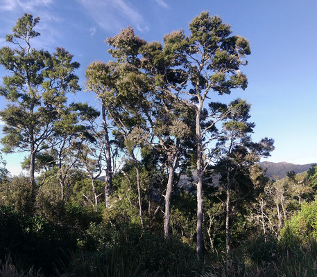 Kanuka sous forme d'arbres hauts dans le bush de Nouvelle-Zélande