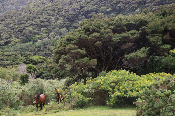 Dans la Forêt Tropicale de Nouvelle-Zélande, il y a des chevaux sauvages