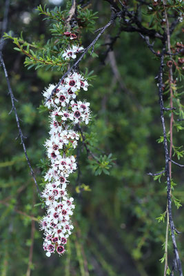 Kanuka sous forme de fleurs en rameaux de Nouvelle-Zélande