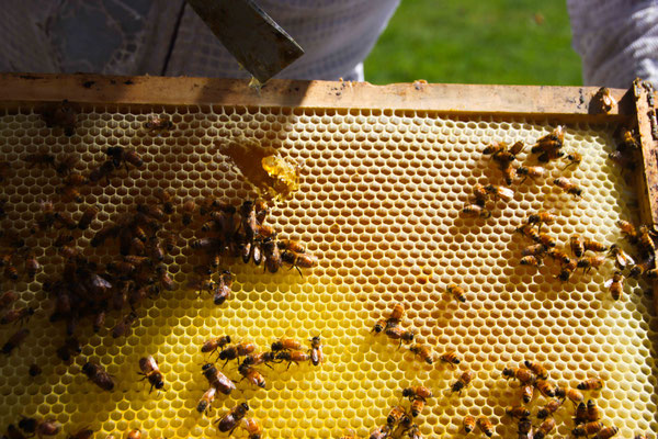 Des abeilles en train de travailler sur un cadre et qui operculent le Miel de Manuka de Nouvelle-Zélande dans un rucher sauvage 