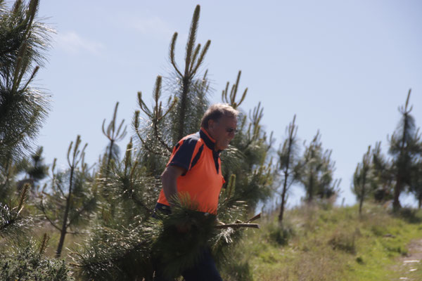 Paul, notre producteur d'huile essentielle de Manuka et Kanuka avec des branches dans ses mains