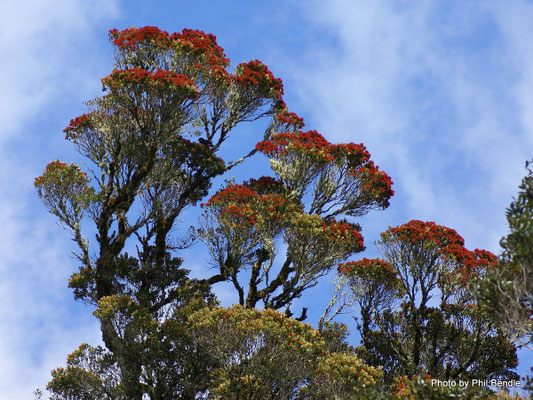Arbre avec Rata de Nouvelle-Zélande