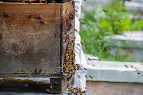 Photographie prise de côté d'une ruche de Nouvelle-Zélande type Langstroph avec les abeilles qui amènent le nectar de fleurs de Manuka