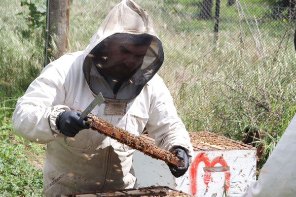 Un apiculteur en Nouvelle-Zélande regarde avec attention un cadre de Miel de Manuka, entouré d'abeilles