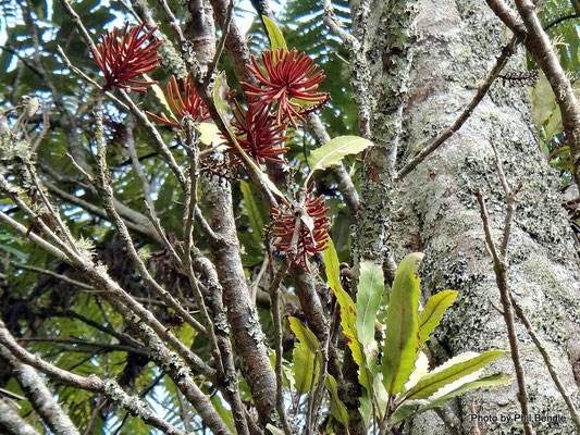 Fleurs de Rewarewa de Nouvelle-Zélande