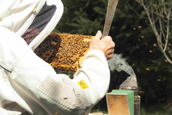 Un apiculteur néo-zélandais regarde avec attention son cadre de Miel de Manuka avec beaucoup d'abeilles autour