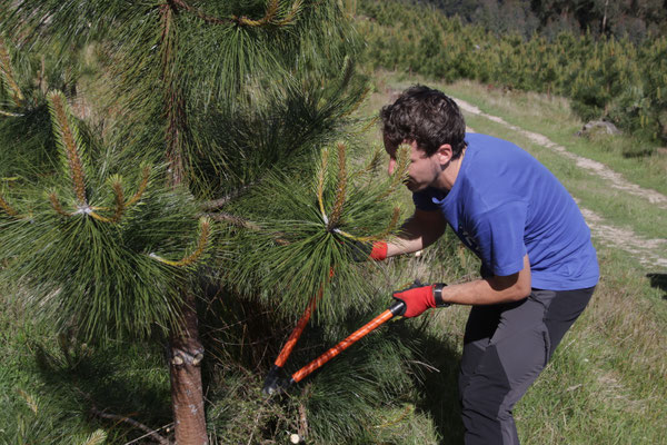Adrien de Puri New Zealand qui coupe des branches de Ponderosa pour aider Paul notre producteur