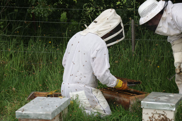 Deux apiculteurs de Nouvelle-Zélande sont réunis pour manipuler leurs ruches afin de prévoir la prochaine récolte de Miel de Manuka pour Puri New Zealand