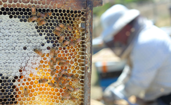 Photographie d'un cadre remplit de Miel de Manuka de Nouvelle-Zélande avec quelques abeilles et un apiculteur qui se trouve en arrière plan qui inspecte les cadres de Miel