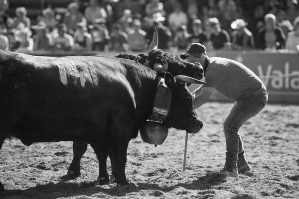 Eringer Kuhkampf Reportage, Sandra Gygax-Zehnder Fotografie & Kunst, Köniz