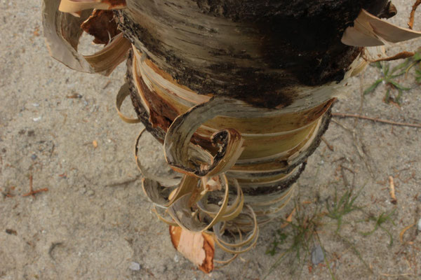 Sandra Gygax, Projekt Landart im Gasterntal Juli 2013