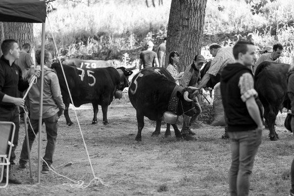 Eringer Kuhkampf Reportage, Sandra Gygax-Zehnder Fotografie & Kunst, Köniz