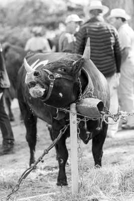 Eringer Kuhkampf Reportage, Sandra Gygax-Zehnder Fotografie & Kunst, Köniz