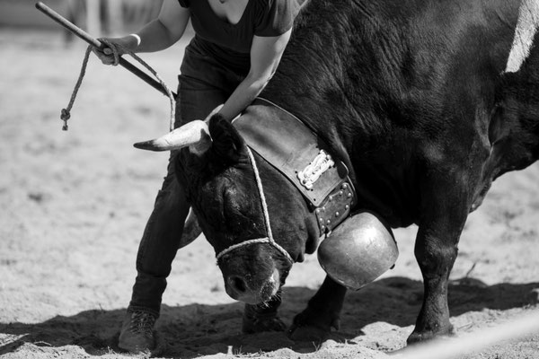 Eringer Kuhkampf Reportage, Sandra Gygax-Zehnder Fotografie & Kunst, Köniz